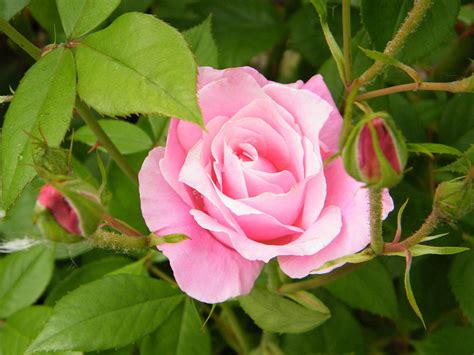 Pretty Pink Rose On The Vine Photograph By Mary Sedivy