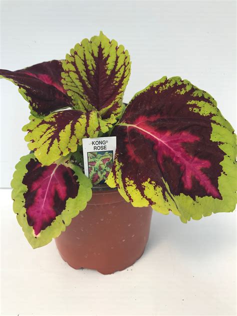 Kong Coleus Red Heights Flowers