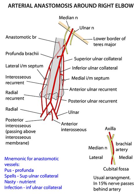Instant Anatomy Upper Limb Vessels Arteries Elbow Brachial