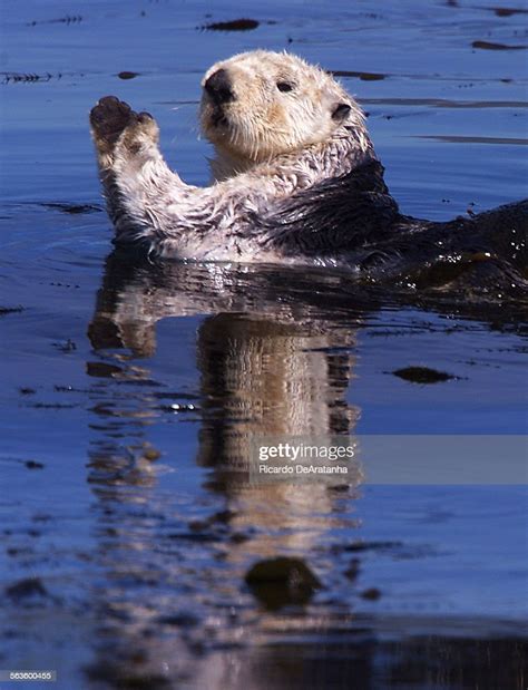 Sea Otter Appears To Be Clapping Hands While Floating In The Kelp