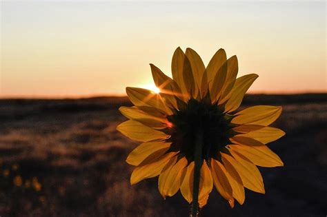 Sunrise Through A Sunflower Photograph By Brian Jones Fine Art America