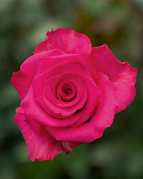 Vi Pink Hot Pink Rose Rosas Del Corazón