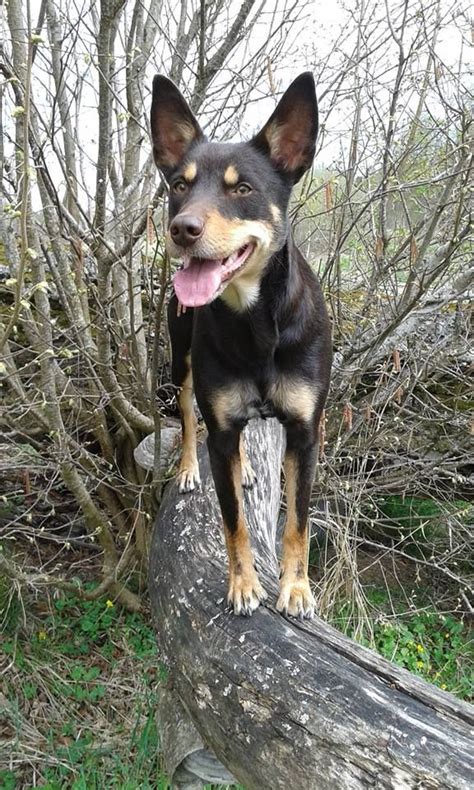 Britt Ekberg Timeline Photos Australian Kelpie Dog Aussie Dogs