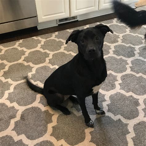 Adopt A Labrador Retriever Puppy Near Atlanta Ga Get