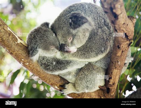 Mother And Baby Koala Bears Phascolarctos Cinereus Cuddled Up In A