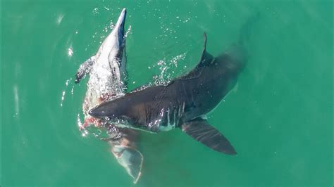 Do Great White Sharks Eat Their Babies Discover The Surprising Truth