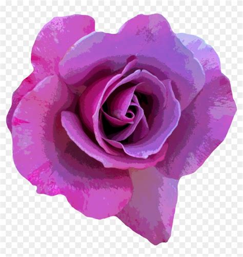 Rose Flower Photography Pink Animated Hd Love Rose Purple Rose