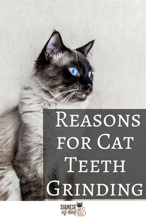 Some things that do help are: Siamese Cat Teeth Grinding: Causes, Reason & Tips to ...
