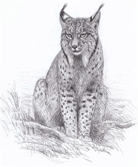 Lynx Drawing Reference And Sketches For Artists