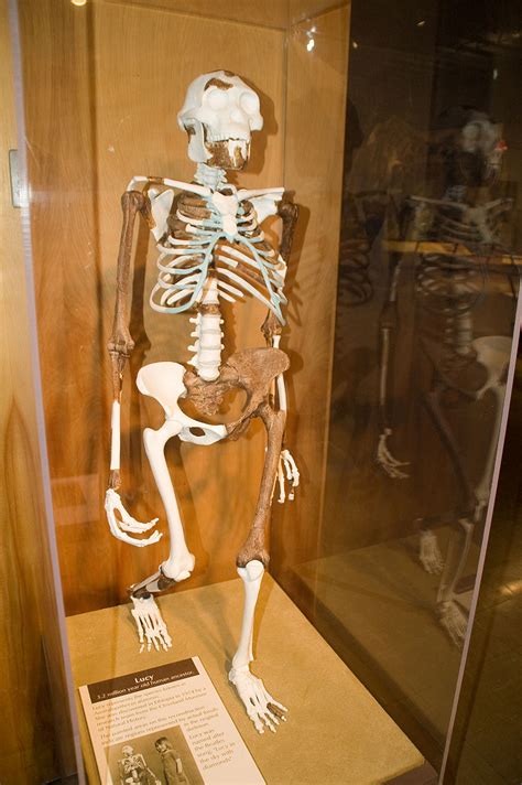 Lucy Australopithecus A Female Skeleton Estimated To Be 3 Million