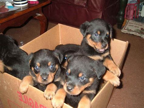 Search by breed, age, size and color. Free Rottweiler Puppies Near Me | PETSIDI
