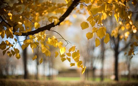 Trees Yellow Leaves Autumn Blur Nature Wallpaper Nature And