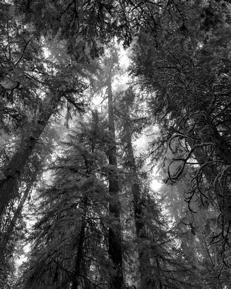 Looking Up Through The Old Growth Forest Washington 2023