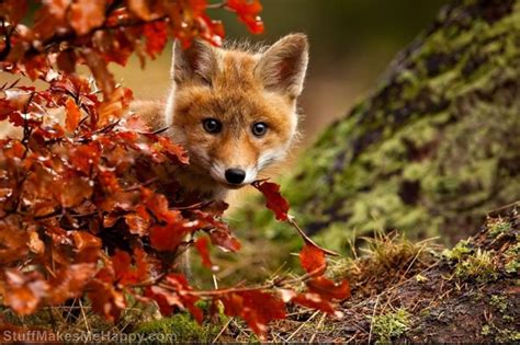 15 Joyful Animals Who Are Enjoying The Magic Of Autumn