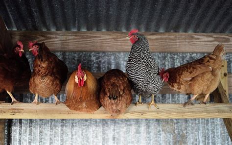New To Backyard Chicken Keeping Heres Some Eggspert Advice Texas Monthly