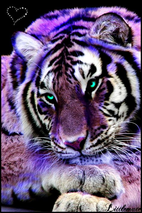 Purple Tiger By Littlemate On Deviantart Cute Funny Animals Cute Cats