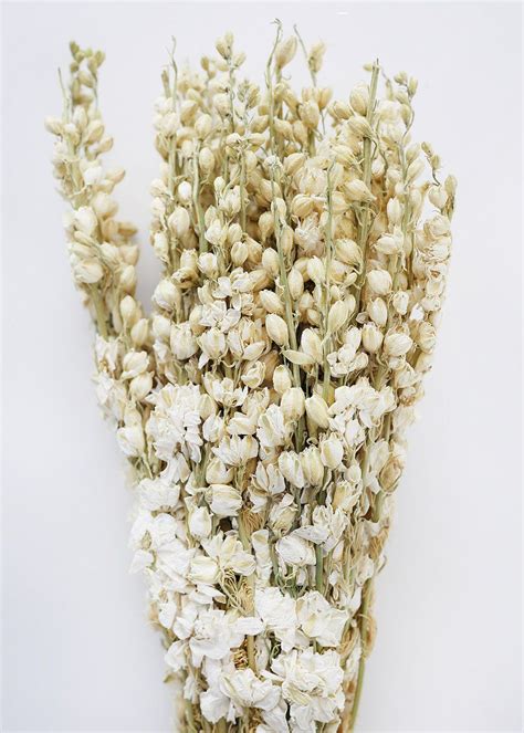 Cream White Dried Flower Larkspur Wildflowers In 2021 Dried Flowers