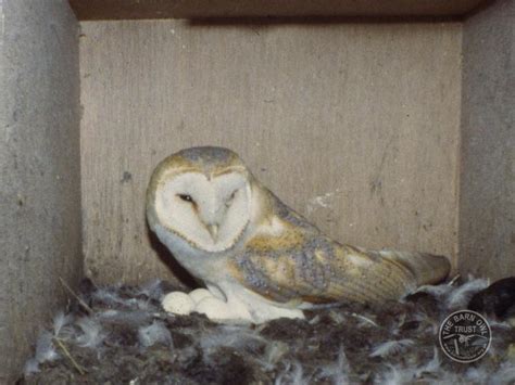 Barn Owls In Spring Nesting The Barn Owl Trust