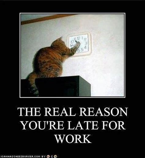 The Real Reason You Are Late For Work Everyday Funny Cats Dump A Day
