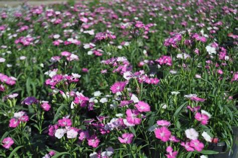 Dianthus Dianthus First Love Pink From American Farms