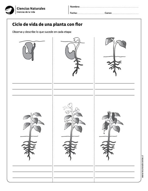 Ciclo De Vida De Una Planta Con Flor Ciencias Naturales Ciclos De