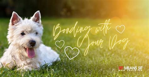 Ways To Bond With Your Dog Everyday Sit Means Sit Dog Training St