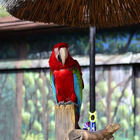 Free Images Bird Animal Wildlife Zoo Red Jungle Beak Tropical