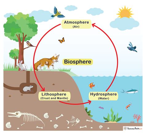 Biosphere Definition Examples And Diagram