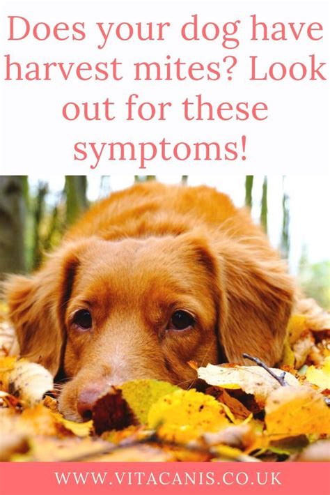 Harvest mites are tiny, orange mites which are often found in long grass and dense foliage in localised areas. Blog - Fall Breeze and Autumn Leaves Blog | Mites on dogs ...