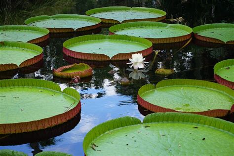 Itap Of Some Giant Water Lilies Victoria Amazonica Gardening
