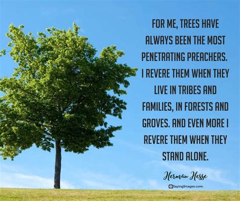 30 Tree Quotes Reminding Us The Power And Beauty Of Trees