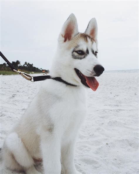 How parrots, chickens, dolphins are trained. 26 Elegant Siberian Husky Puppies Near Me | Puppy Photos