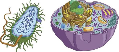 Maybe you would like to learn more about one of these? Prokaryotes vs Eukaryotes - The differences and similarities