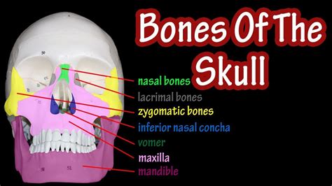 Bones Of The Skull Labeled Anatomy Of The Skull And Facial Bones