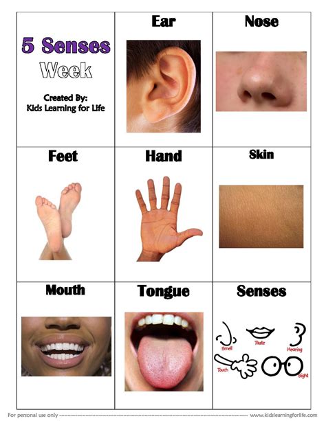 Five Senses Vocabulary