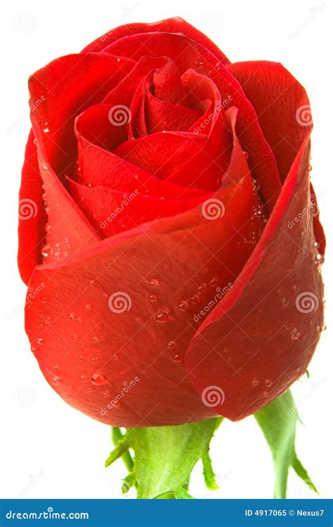 Red Rose Macro Stock Image Image Of Celebration Flower 4917065