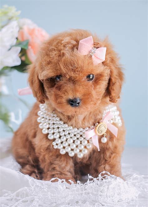 Of course you have to see both of the parents in person or in. Cutest Red Poodle Puppies Available South Florida ...