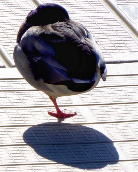 Yoga Duck Irwinfoto