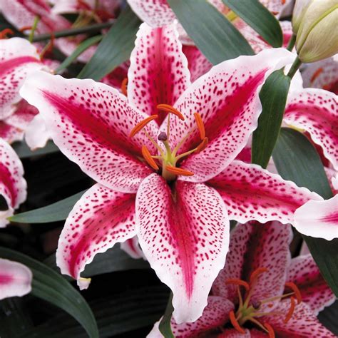 Lily Tiger Woods Lírios Flores Exóticas Flor De Jardinagem