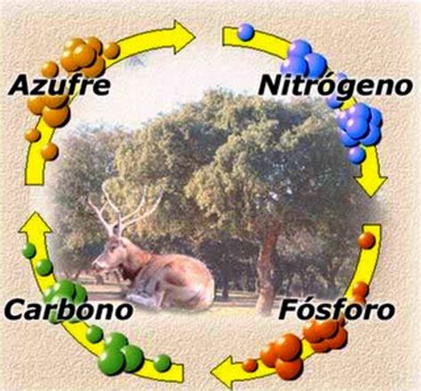 Ciclos BiogeoquÍmicos