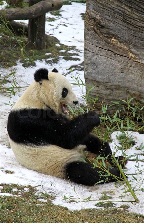 Giant Panda Bear Eating Bamboo Leaf In Vienna Zoo Austria Stock