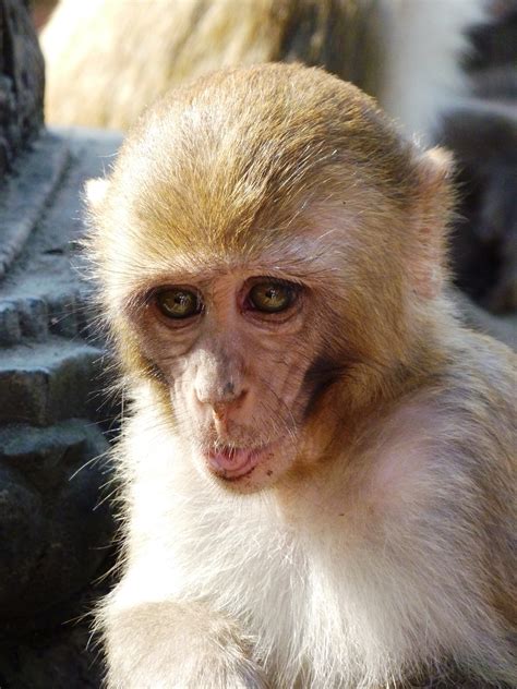 Fotos Gratis Animal Fauna Silvestre Zoo Pie Mamífero Primate