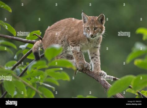 Cute Cub Of Eurasian Lynx Eurasischer Luchs Lynx Lynx Sits On A