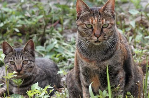 Australias Feral Cats Are The Cause Of Mass Mammal Extinction Petguide