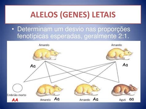 O Que é Gene Alelos