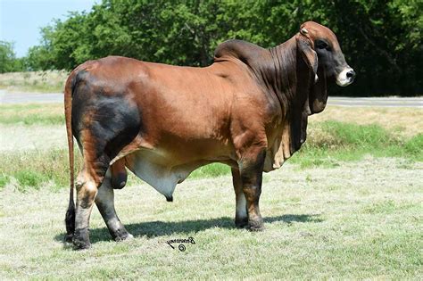 Over the years southeastern texas has become the major breeding center for the american brahman. Brahman Cattle for Sale - Catalog Available - Press Release