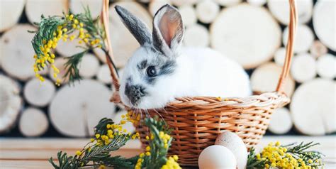 Theres A Crazy Story Of How The Easter Bunny Came To Be That No One Knows