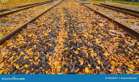 Railway Tracks In Autumn Stock Image Image Of Yellow 95646391