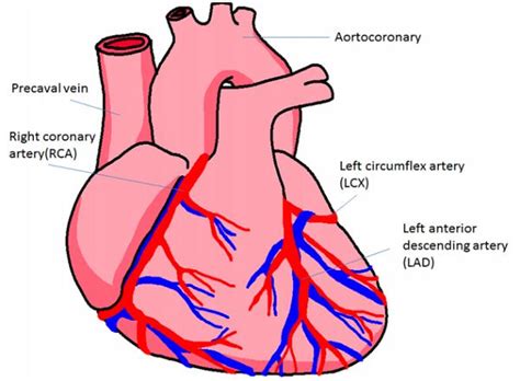Right coronary arteries further bifurcate into the right marginal artery and posterior descending artery. human heart arteries diagram human heart arteries diagram