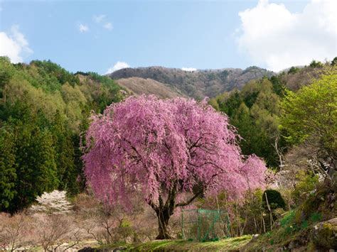 Weeping Cherry Tree Care How To Plant A Weeping Cherry Tree